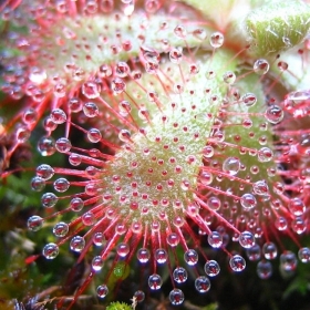 PIANTE CARNIVORE: LA DROSERA - EDUCAZIONE ALLA SALUTE