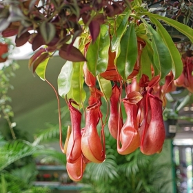 PIANTE CARNIVORE: LA NEPENTHES - EDUCAZIONE ALLA SALUTE