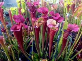 PIANTE CARNIVORE: LA SARRACENIA - EDUCAZIONE ALLA SALUTE