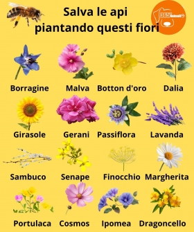 QUALI FIORI PIACCIONO ALLE API - EDUCAZIONE ALLA SALUTE